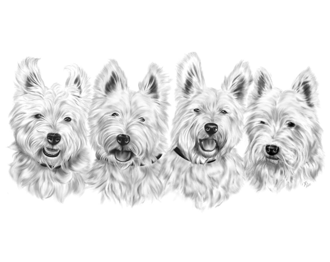 Westies